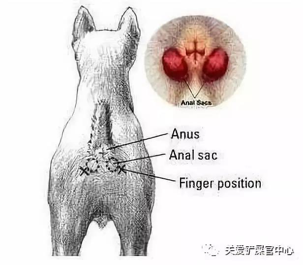 高能预警探索狗狗肛门腺的奥秘