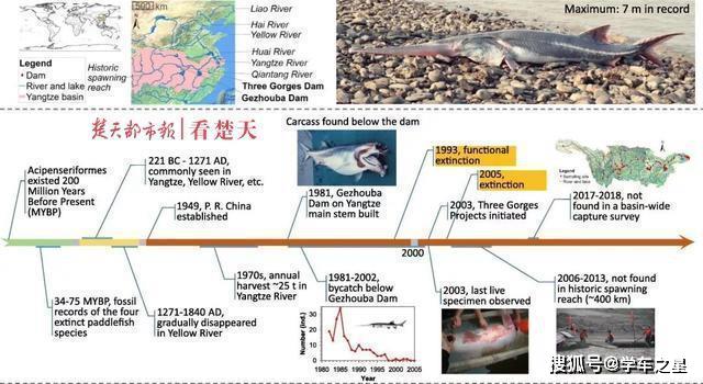 长江白鲟被宣布灭绝,曾是"中国淡水鱼之王"