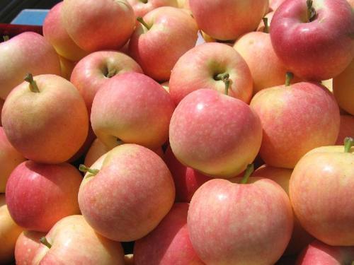 苹果怎么吃才养胃健脾 774b8a5add49489fb47dd4a654531903.jpeg