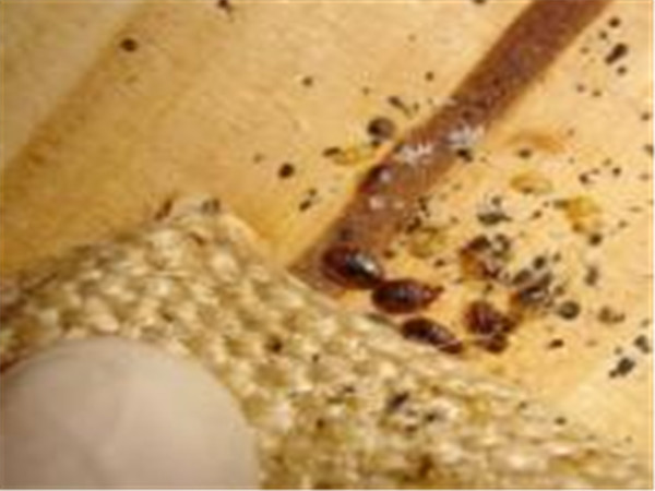 跳蚤怎么去除最快最有效 7b27d37b8eef49a39bf3cd2fa36ffe96.jpeg