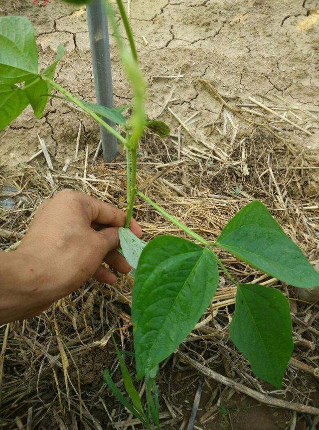 豆角红根病,枯萎病,菌核病,茎基腐病有效的防治措施