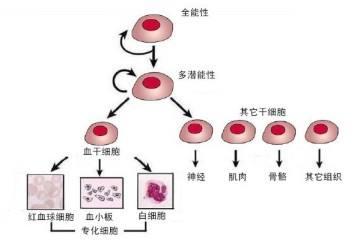 唤醒“车王”的男人，乌克兰EmCell干细胞之“父”