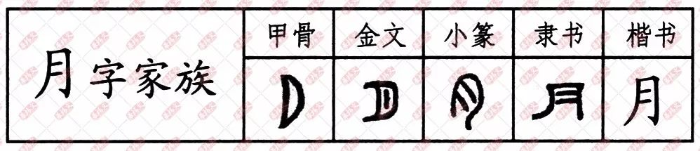 因为"肉"字的小篆体和"月"字的小篆体十分相似,最后在书写上把它们混