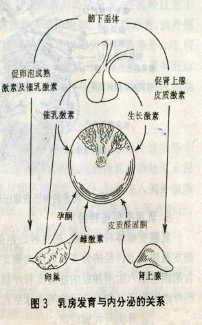 雷教授的乳腺讲堂第1课:你真的了解自己的乳房吗?