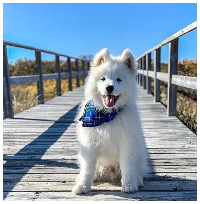 我说萨摩是世界上最治愈的狗狗,大家没异议吧?