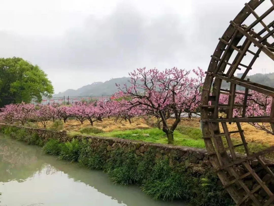 "穆阳水蜜桃"号专列已在福州甜蜜出发,那你了解穆阳水蜜桃吗?