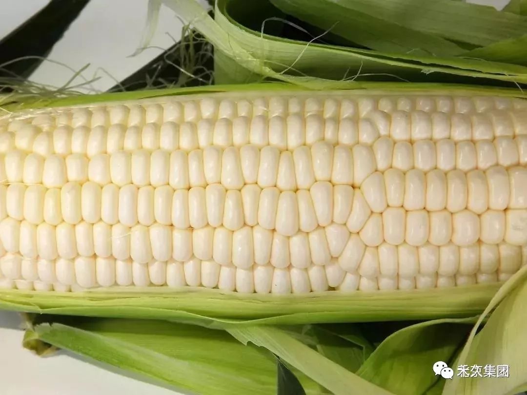 糯玉米长宽高多少 a3196304a2054042ba656f25014ec8e1.jpeg