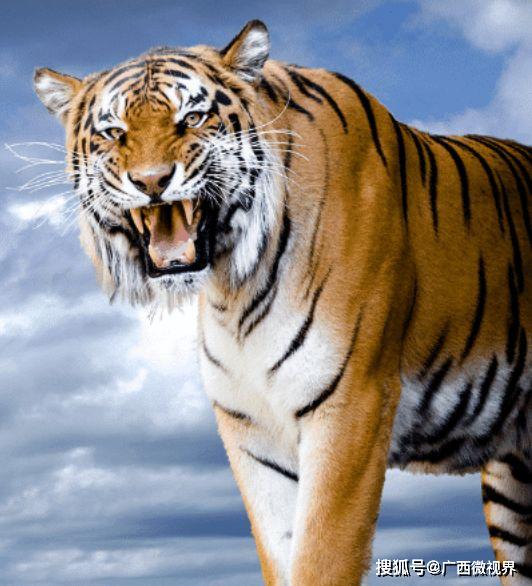 老虎一旦滅絕，對人類的影響到底能有多大？新疆的教訓至今難忘！ 寵物 第1張