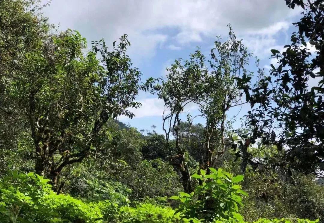 草木行茶山游学班,班长看茶山——勐宋之光,保塘味道!