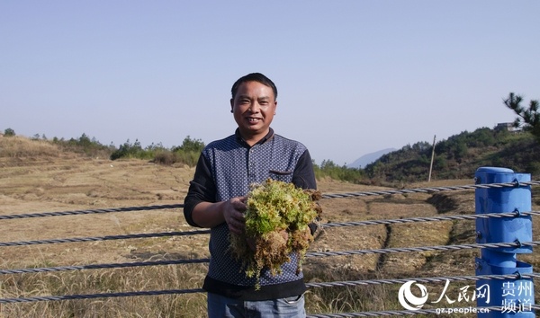 为了一探究竟,笔者近日来到独山县影山镇紫林山村,一起解锁致富背后的