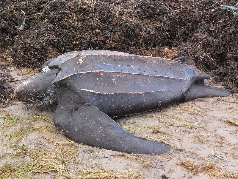 马图拉海滩(matura beach),有世界最大的棱皮龟筑巢孵化区