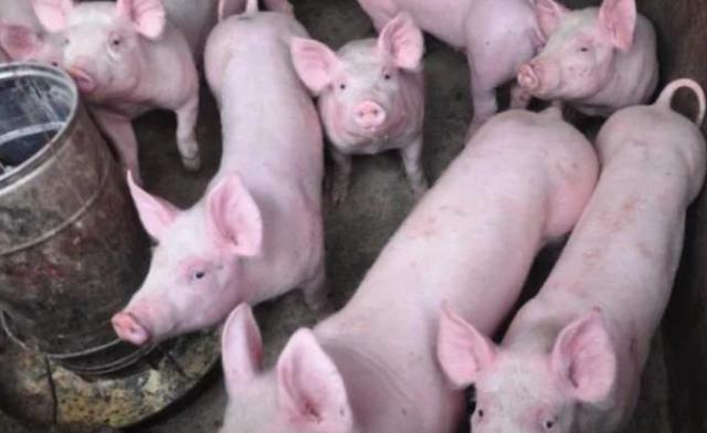 怎么翻猪肠子最快 d0b47fbfa6824c9b8a65fee95d7f4aee.jpeg