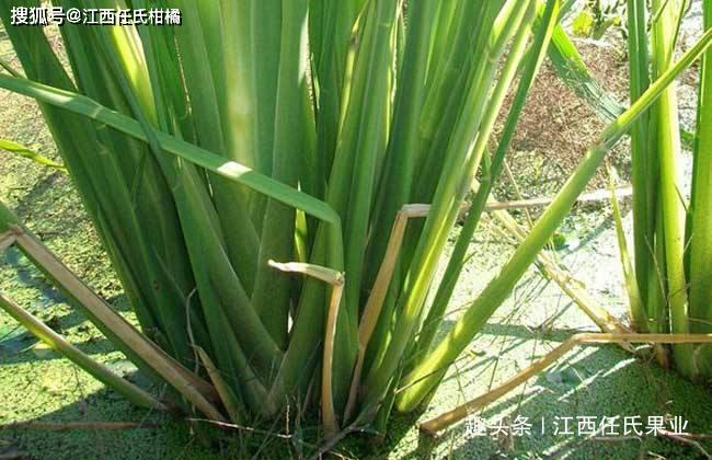 笋是什么时候种的 d3574ec2c95e4b56973f43e0d65dacce.jpeg