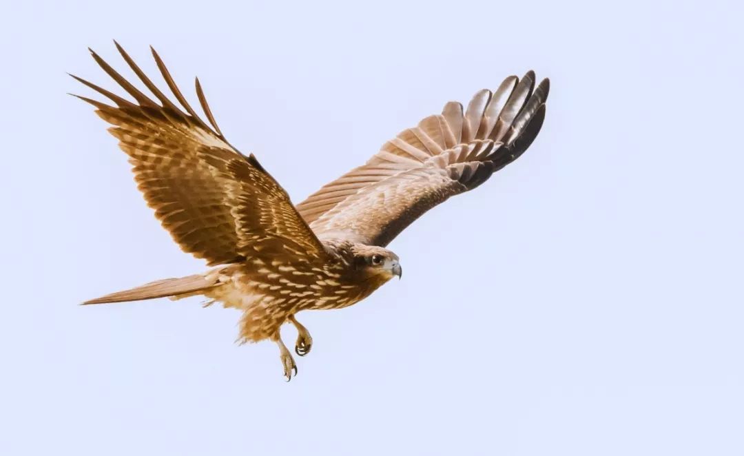 隼是哪个公司的艺人 d7b13a35b7fc4d39bf52e546d2760a34.jpeg