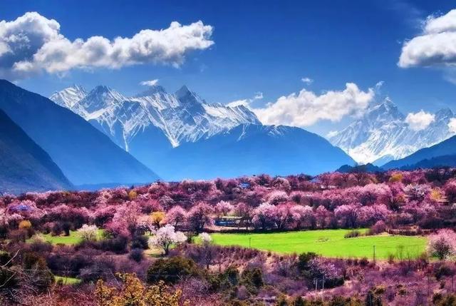 西藏波密县桃花沟,在波堆藏布江河谷,绵延30公里,号称"中国最长的桃花