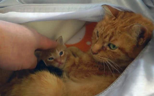 猫咪怎么才能亲近人 dd92f0e51ab9467782bef5ec1b2add0a.jpeg