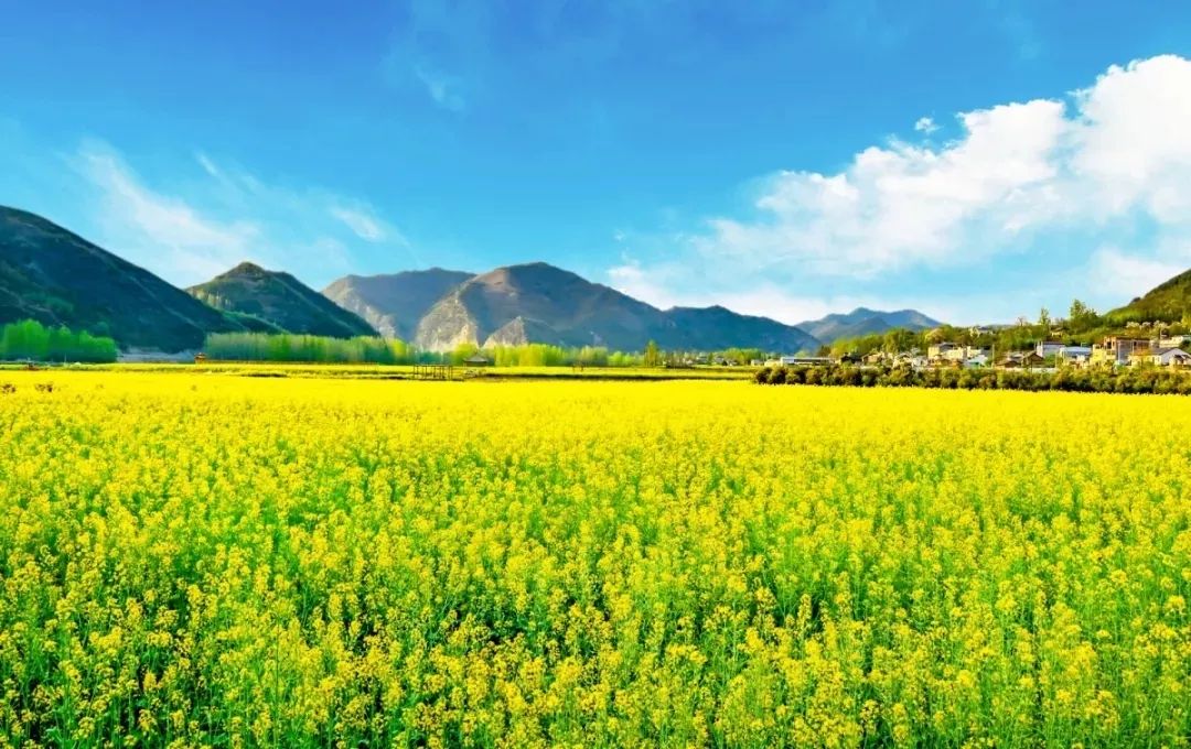 虞美人口碑_虞美人花(2)