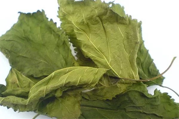 婆婆丁治病功效 e8c87587c88b411c85bbe004e372e00c.jpeg