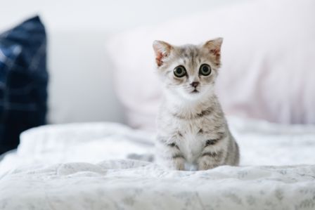 怎样可以不让猫晚上叫 ee38c966f8af4d9d9a6c72dcdcd7b77a.jpeg