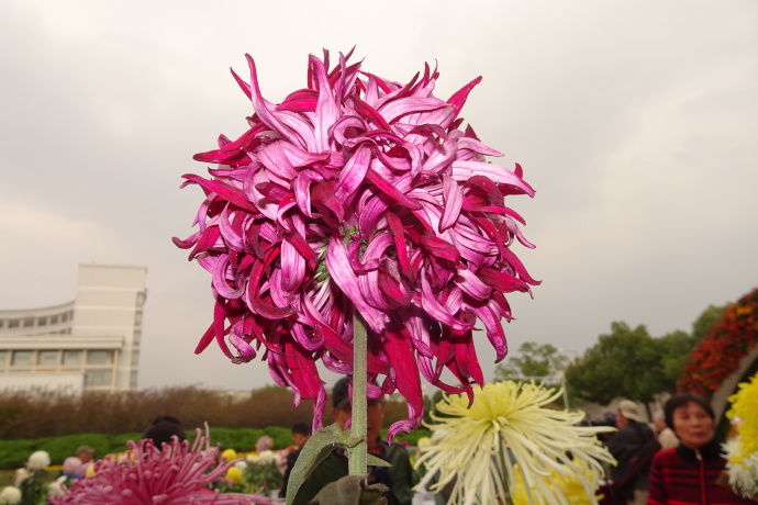 喜欢菊花,不如养盆"祝寿菊花 "国华永寿菊,花型饱满,寓意好