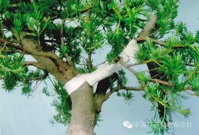 爱木盆景i嫁接雀舌罗汉松的造型