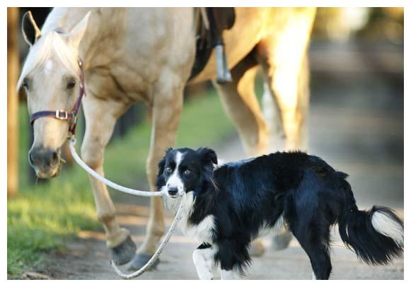 怎么当别人的小狗 099ab6ac59aa4540a7a376e0780b5eda.jpeg