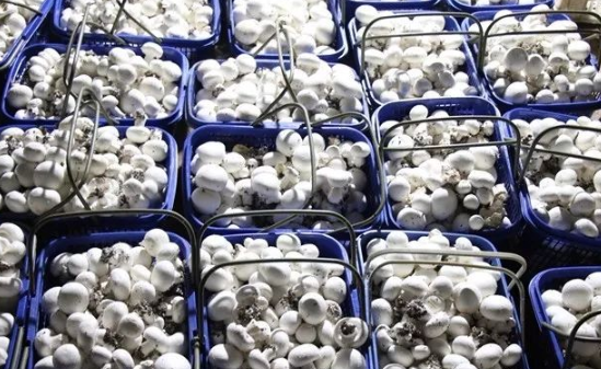广平gdp_快来看看2018年邯郸各县市区GDP数据广平排第几(3)
