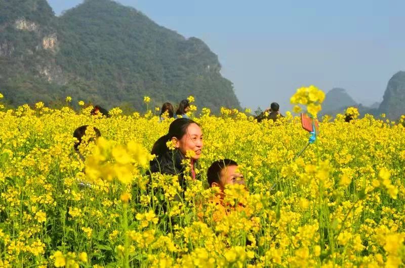 英德又一处油菜花盛开30亩绽放出片片惊心动魄的金黄美