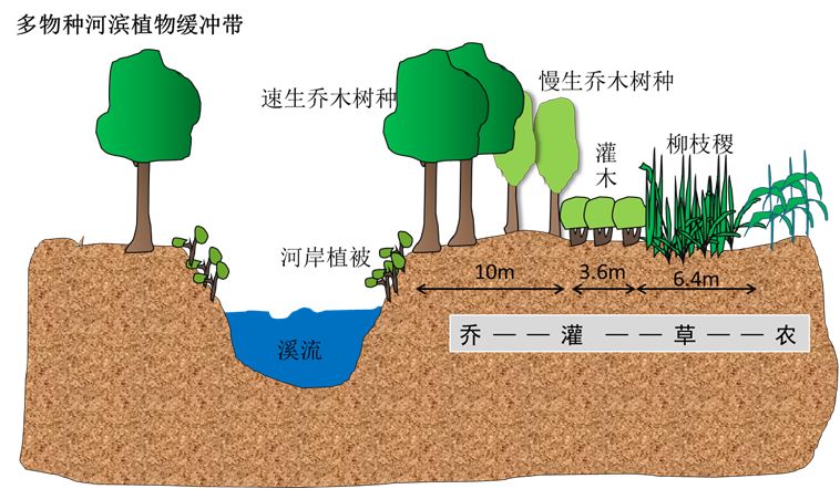 多物种缓冲带构建了一个包括乔木,灌木丛和牧草在内的共20m宽的区域.