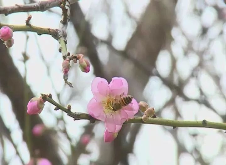 虽然有些梅花还没有完全盛开,但是客家公园已经美得让人忘记了季节