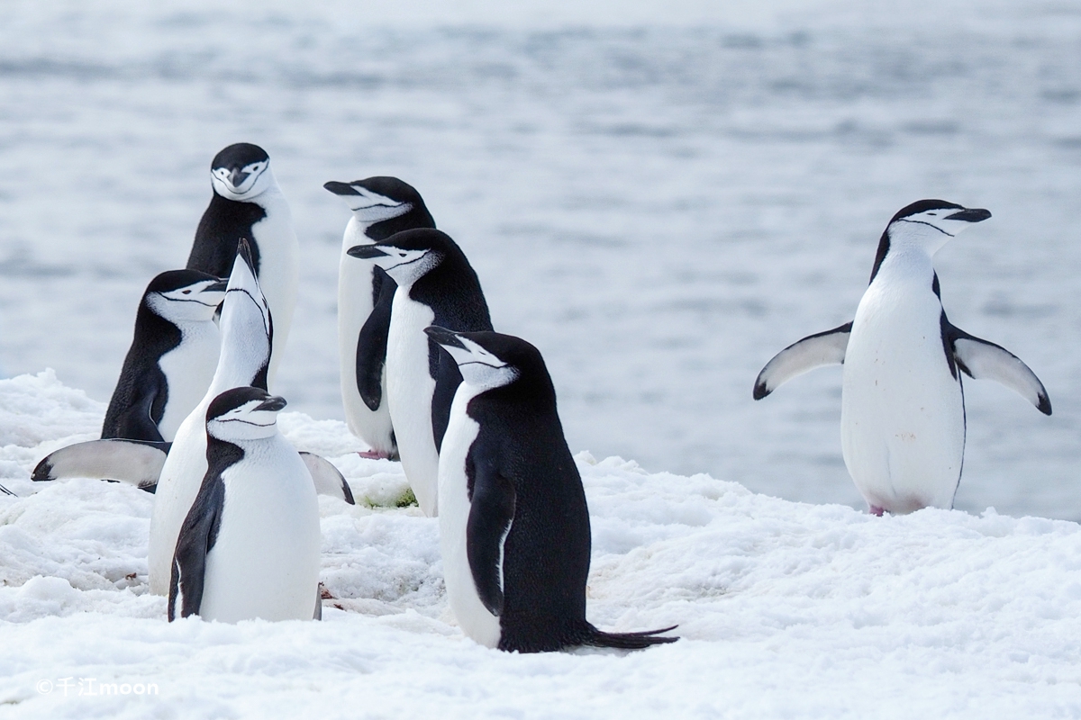 南极冰川的小企鹅 - 〖主题壁纸〗 - 飞扬社区