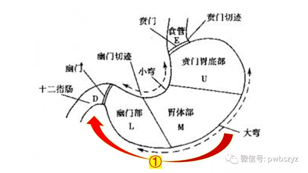 大话胃癌第三季第二十八集七步法腹腔镜根治性近端胃切除空肠间置消化