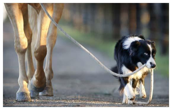 狗狗养多久会信任你 6db6318f803a4bafb3287f7af113d902.jpeg