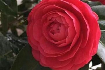 72760685c4824a15a7a62cd851cc0a53.jpeg