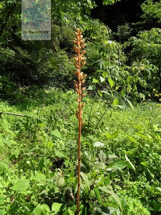 本品为兰科植物天麻(gastrodia elatabl. )的干燥块茎.