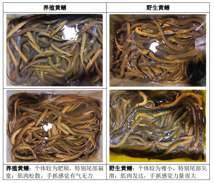 养殖黄鳝和野生黄鳝如何区分