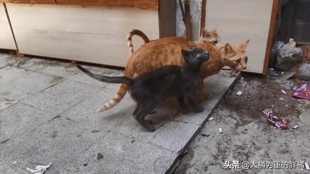 猫生猜的成语是什么成语_一只猫站在鱼上面猜一个成语(3)