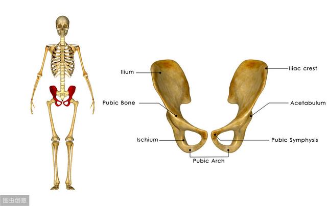 底骨和后下方的尾骨和前下方的耻骨联合和两侧的髋骨以及关节韧带组成