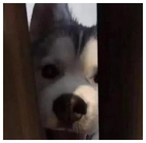 为什么狗喜欢看人上厕所 c263e33f7936451f9b3b6c31adf0466d.jpeg