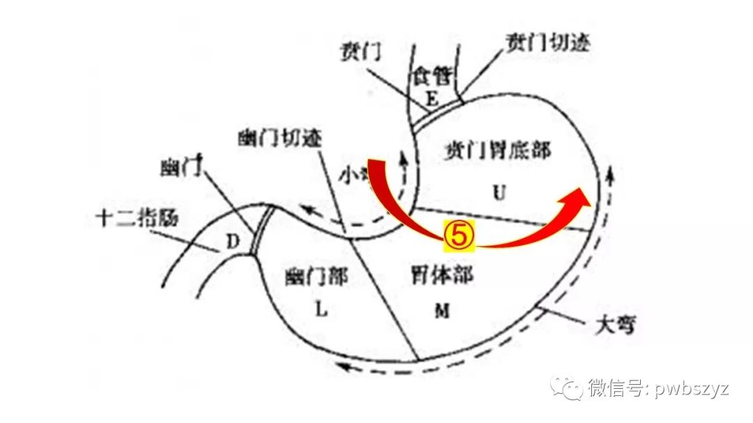 第五步:解剖离断胃左动静脉,清扫no.8a,7,9,11ln.