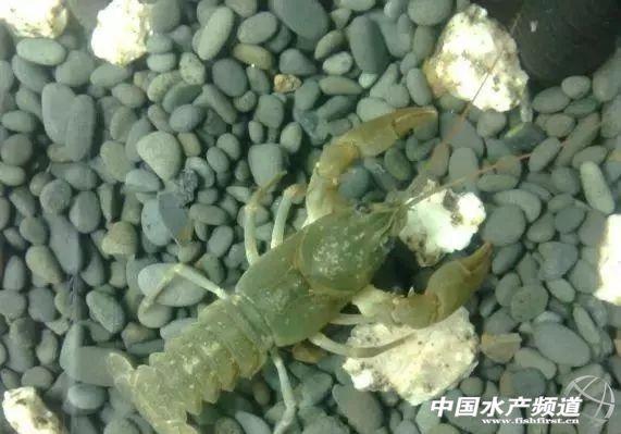 除了外来的克氏原螯虾,小龙虾原来也有中国货