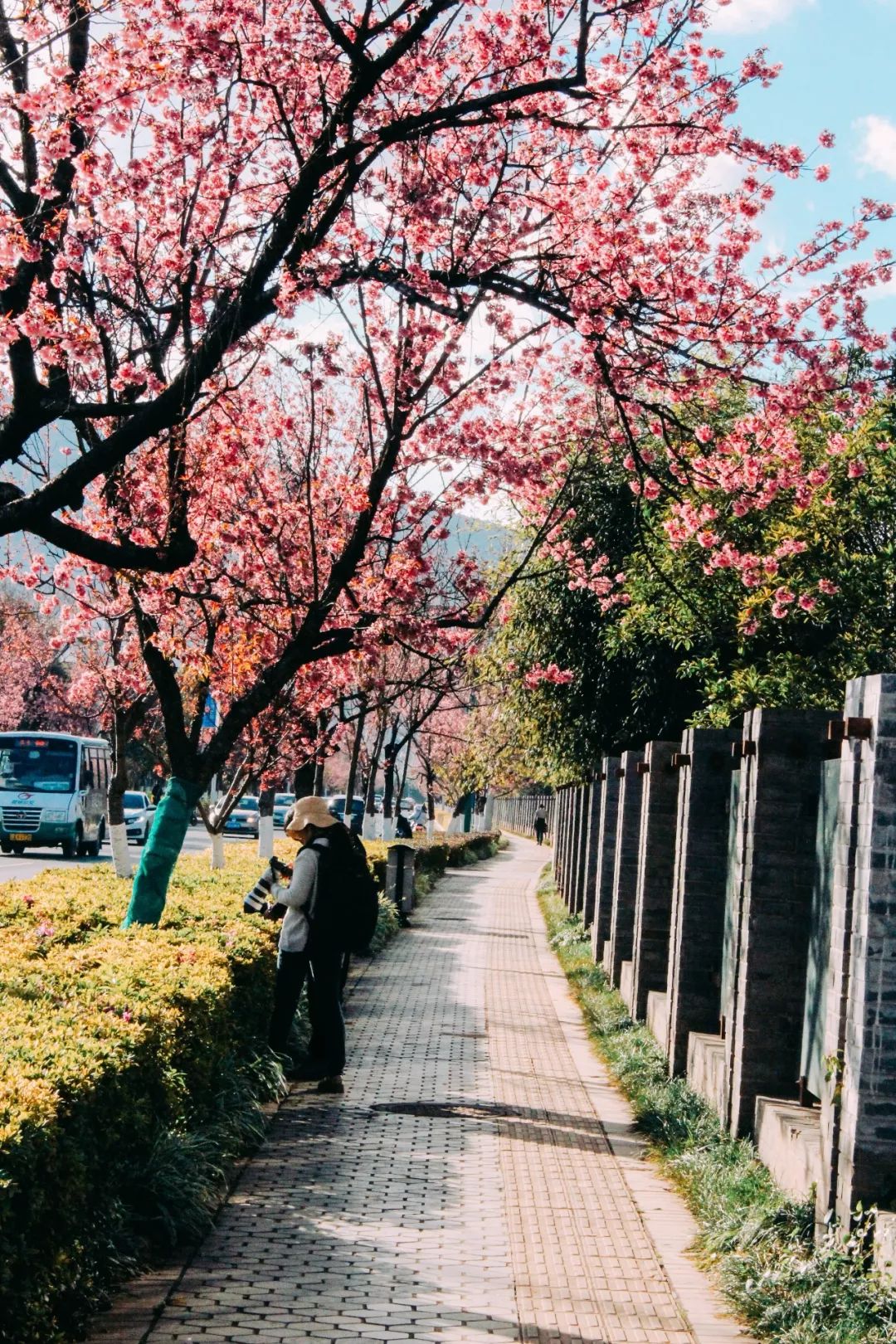 这么长的樱花大道,即使放在全国范围内也不多见!