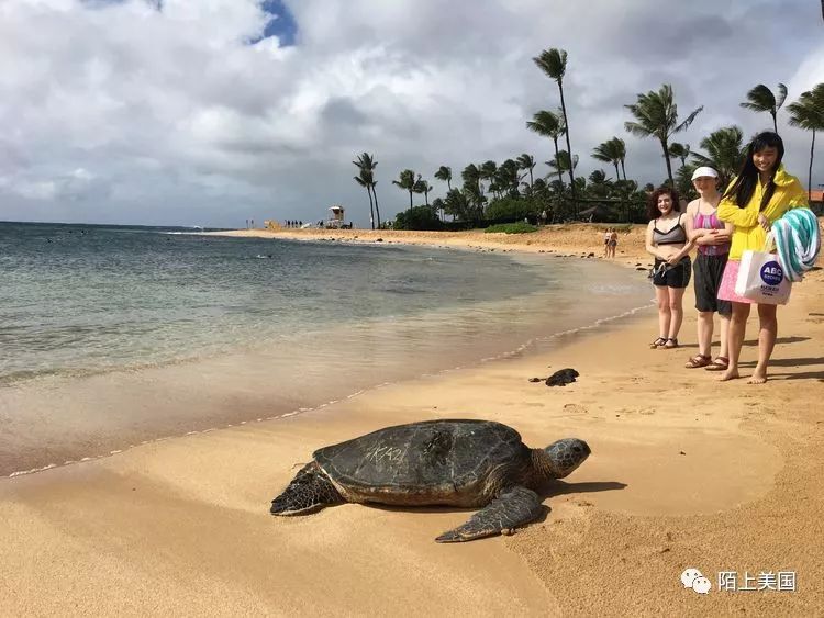 o honaunau national historic park)kamakahonu beach纳卡雷勒喷孔