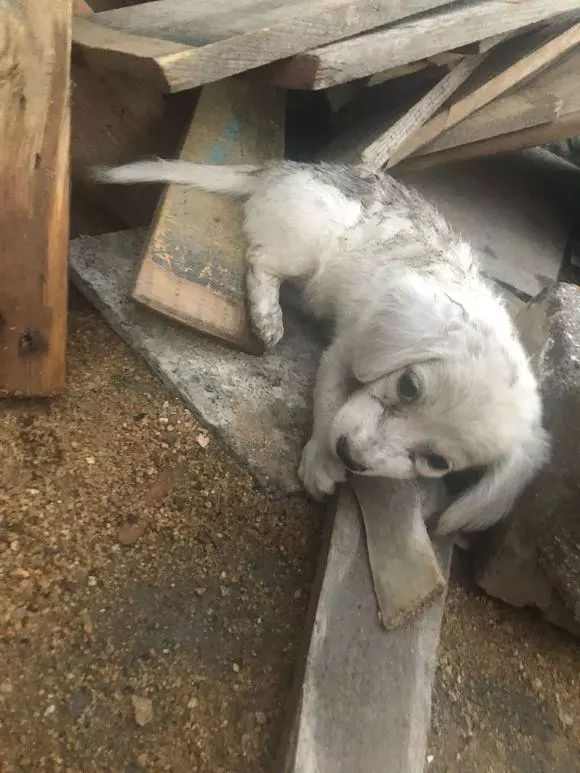 一只狗和一棵木材猜一成语_木猜一成语疯狂看图
