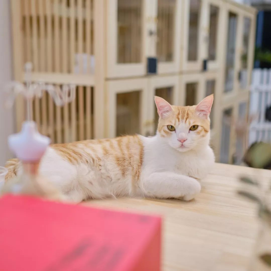 哪里有小猫民宿 f60d9d24062740e88159f25f96445bc4.jpeg