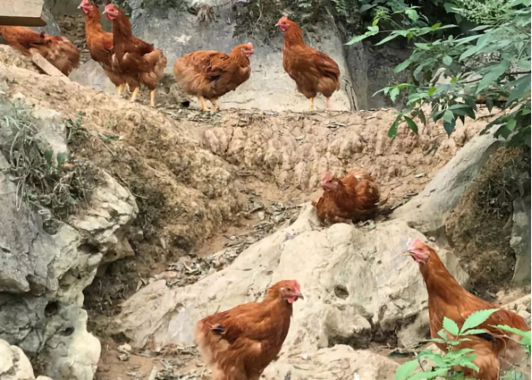 让人回味无穷的阳山鸡,你吃过哪一道?