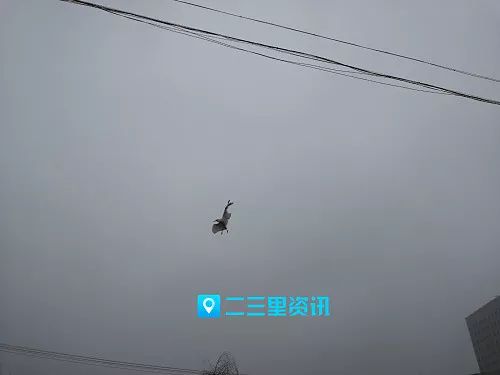 一只白鹭在丹江河被缠倒挂空中挣扎,商洛市民回家开吊车前来“搭救”