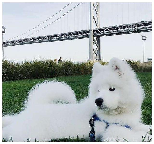 世界名犬no31温柔可爱的大白熊犬雪地中的精灵