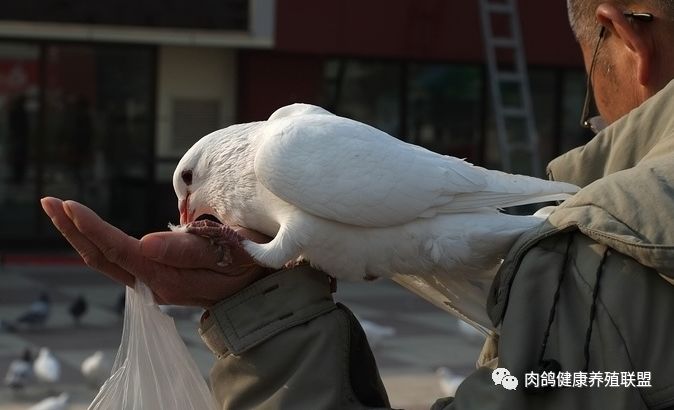 养鸽人才懂人和鸽子的特殊感情