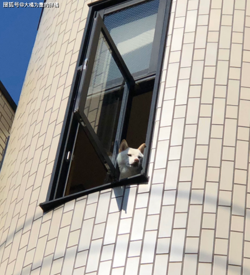 柴犬被男子養大，每天趴在窗邊目送男子去上班，回來晚了就一直等 寵物 第6張